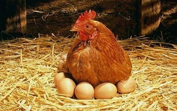  Hrănirea găinilor ouătoare