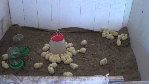  Fetitele de pui broiler hrănite într-un incubator