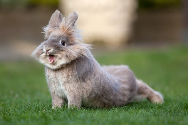  Rinita la iepuri: simptome, tratament și prevenire