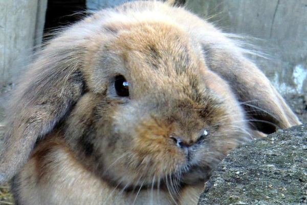  Cauza rinitei la iepuri este alergia la fân