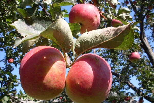  Zhigulevskoe soiuri de mere: caracteristici descriptive, istoria selecției