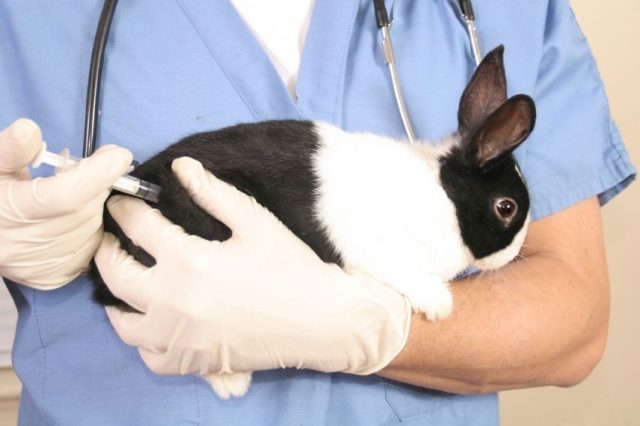  Ce vaccinuri fac iepurii si cand?