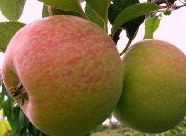  Varietatea bomboanelor de mere: caracteristici descriptive, reguli de plantare și îngrijire