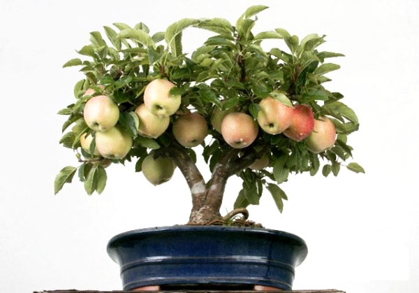  Cum să crești un măr din semințe acasă: instrucțiuni