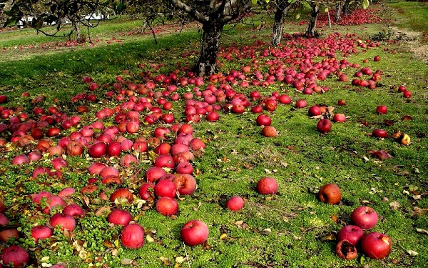  Cauzele de cădere a merelor