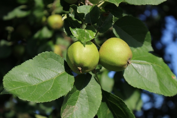  Ce se poate face și cum se aplică merele necoapte?