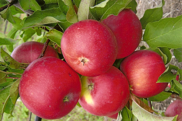  Fructe de Apple Tree Welsey