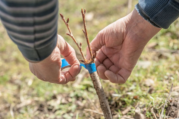 Metode și particularități de creștere a prunelor: semințe, butași verzi, muguri de rădăcini și altoire