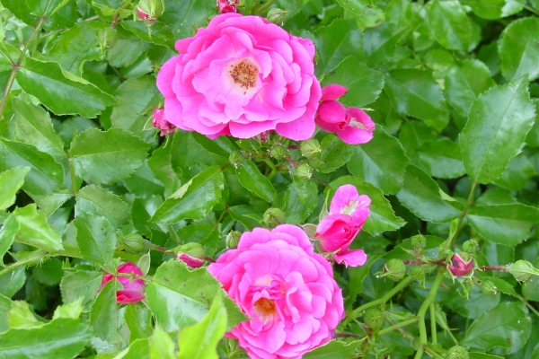  Plantarea trandafirului sălbatic, îngrijirea plantei, metode de reproducere