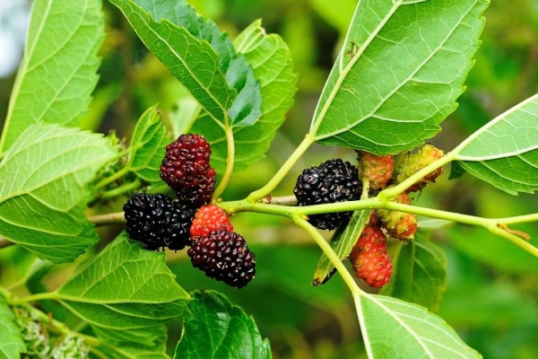  Mulberry: caracteristicile și proprietățile benefice ale frunzelor și fructelor
