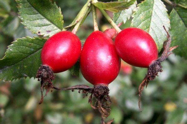  Rosehip și fructele sale, rădăcini și semințe: proprietăți utile, utilizare, contraindicații, rețete de medicină tradițională