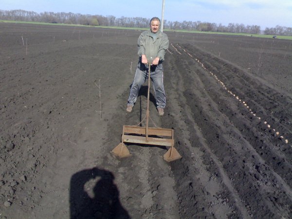  Plantarea cartofilor cu aparate de mână