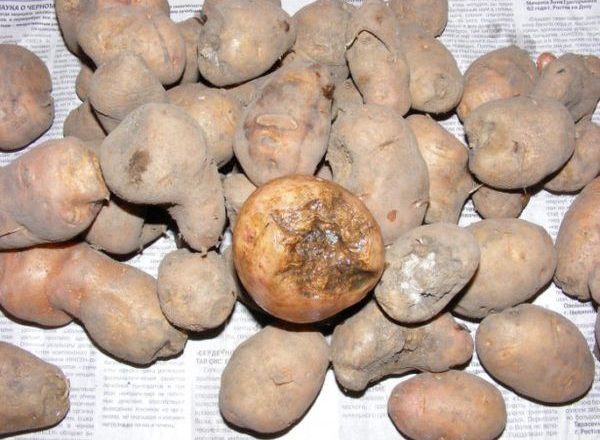  Nematode daune de cartofi