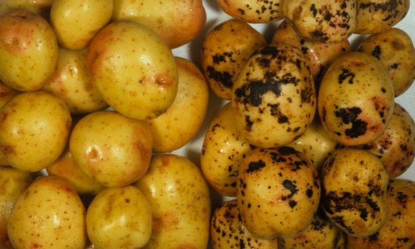  Cum să tratăm scabie de cartofi