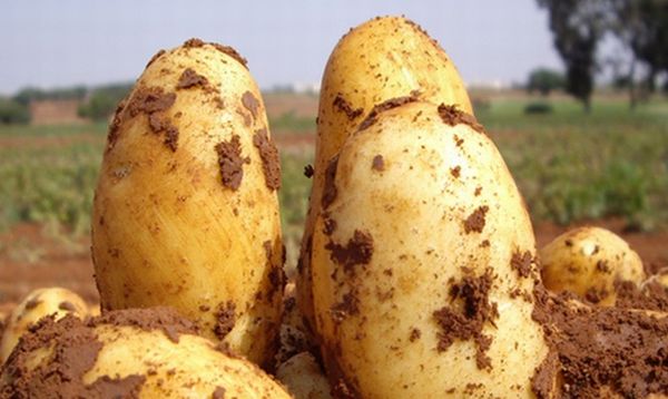  Descrierea soiurilor de cartof Uladar