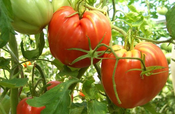  Soiuri de tomate Cardinal