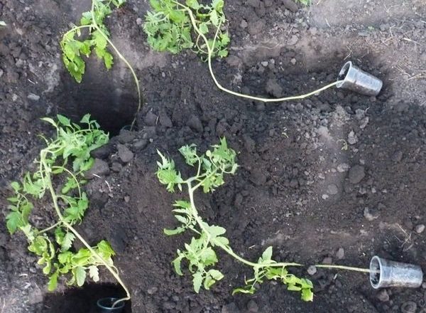  Cum să planteze răsaduri de tomate îngroșate