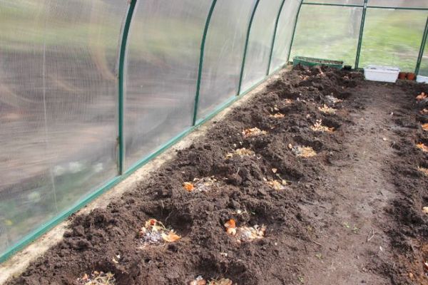  Substanțele organice trebuie adăugate la puțuri sau paturi înainte de plantare.