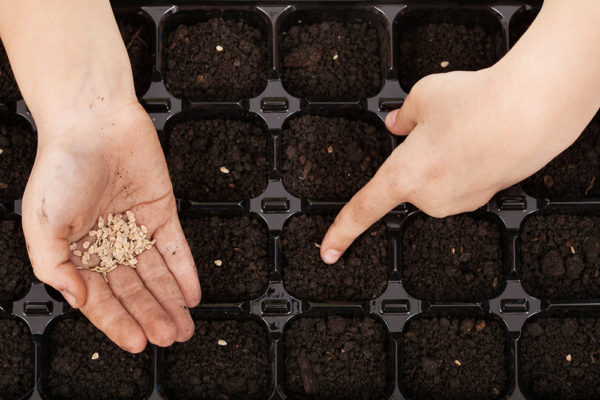  Dacă se dorește, semințele pot fi semănate într-un recipient separator